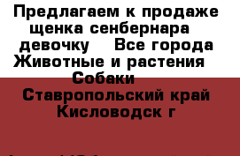 Предлагаем к продаже щенка сенбернара - девочку. - Все города Животные и растения » Собаки   . Ставропольский край,Кисловодск г.